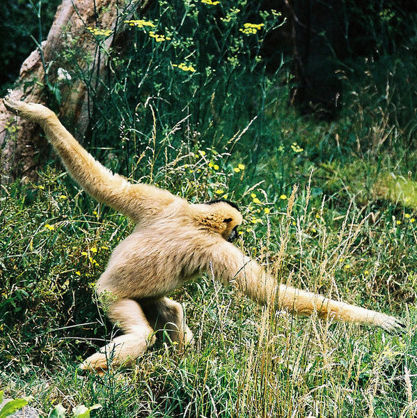 File:Gibbonarms.jpeg
