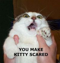 Scared Kitty.JPG