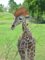 African giraffe