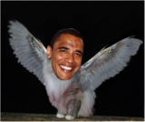 Obama cat owl mutant.png