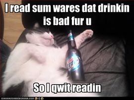 File:Funny-pictures-cat-is-drunk.jpg