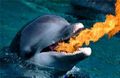 Fire breathing dolphins invade Florida coast. Global Warming to blame?