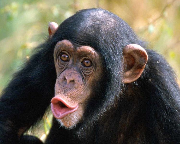 File:Chimpanzee-picture.jpg