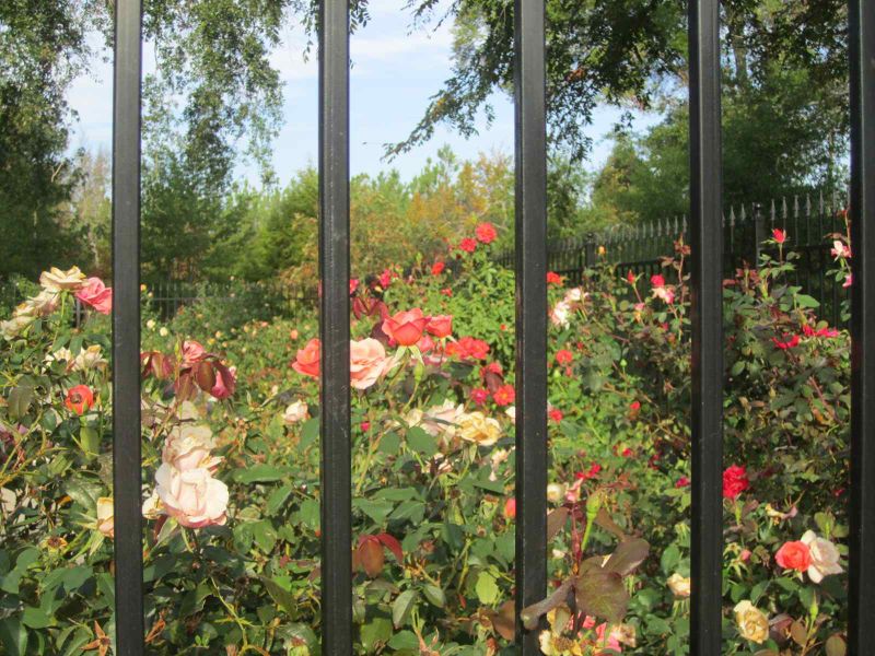 File:Roses behind bars.jpg