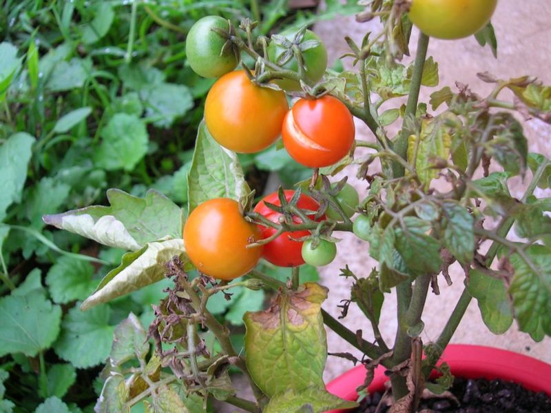 File:Caesarean tomatoes.jpg