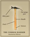 Anatomy of the common hammer