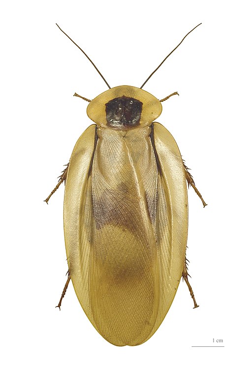 File:Blaberus giganteus MHNT dos.jpg