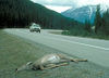 Dead Deer Roadkill.jpg