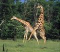 ... that male and female giraffes have been banned from living together in the New York City Zoo since 1975? (Pictured)