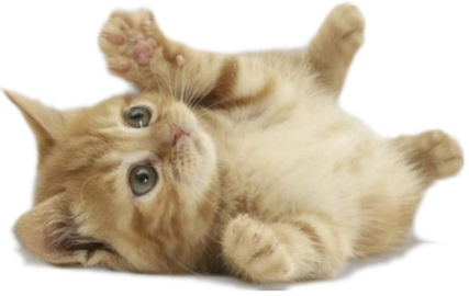 Very-cute-kitten.png