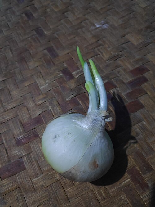 File:Onions 4.jpg