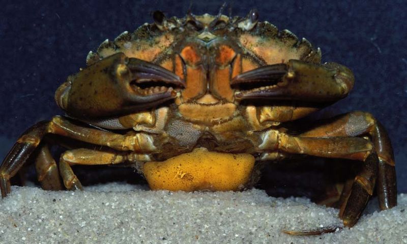 File:German crab.jpg