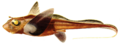 Hydrolagus Mirabilis