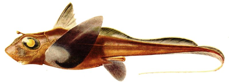 File:Hydrolagus mirabilis.png