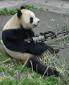 Pandas have learned to use Gatling Guns