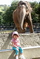 An elephant .2 seconds before attacking an unsuspecting human
