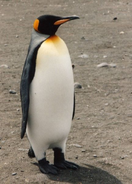 File:Adult-king-penguin.jpg