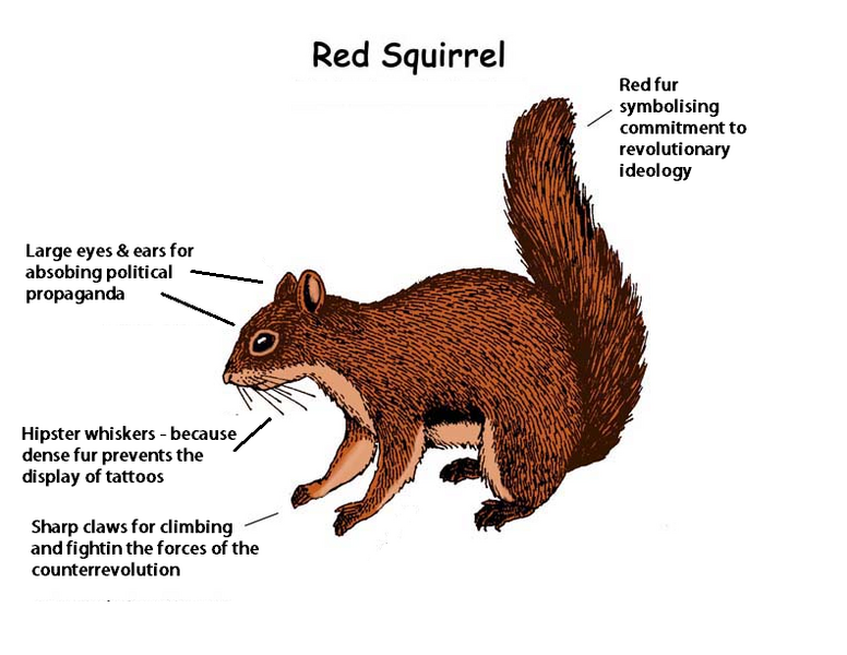 File:Red squirrelc.png
