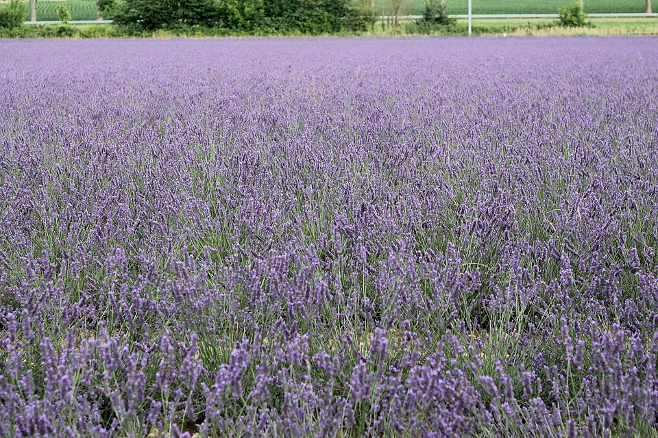 File:Lavender field in Drôme 01.jpg