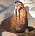 If John Lennon was the Walrus, why is this Paulrus part of the Beatles exhibit at the Museum of Natural Science and History?