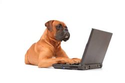 Dog working on laptop.jpg