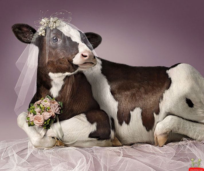 File:Funny-cow-in-wedding-dress.jpg