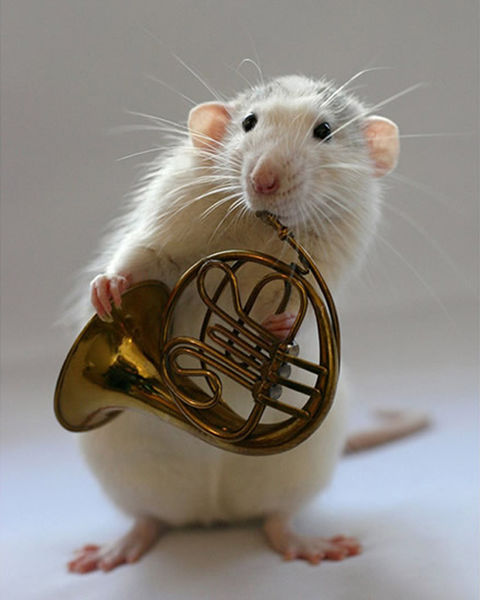 File:Mouse-french-horn-1.jpg