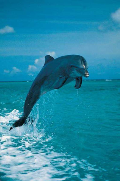 File:Dolphin Jumping.jpg