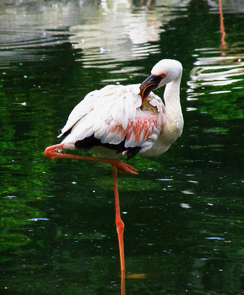 File:FlamingoOneLeg.jpg