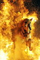 Horses aflame