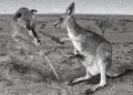 Skippy_the_Kangaroo