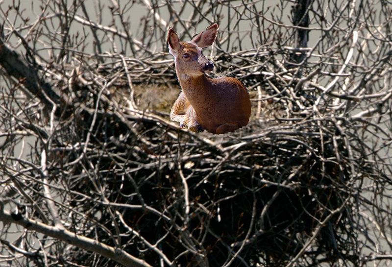 File:Nesting Deer 1.jpg