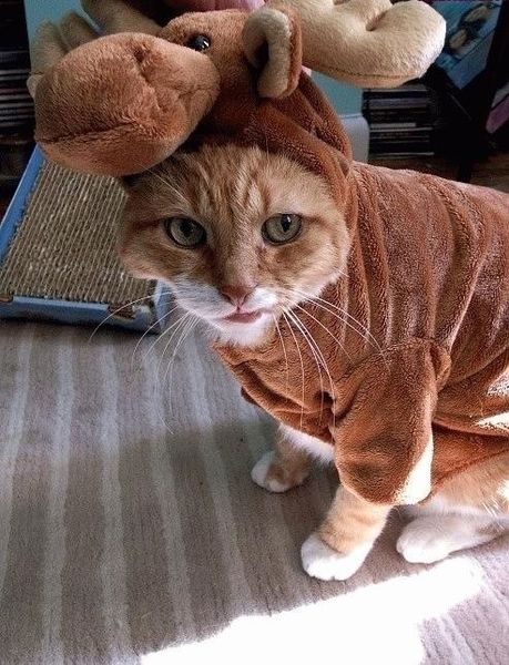 File:Cat-in-moose-costume.jpg