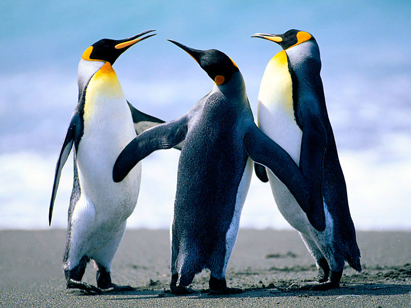File:Penguinstestpic.jpg
