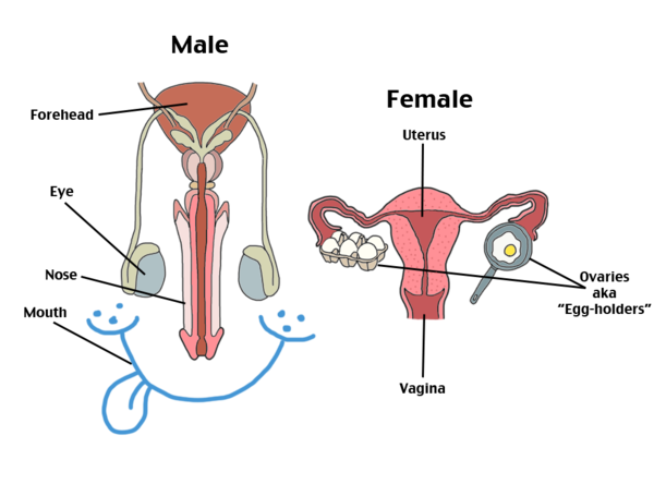 Reproductive system.png