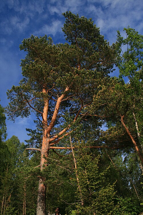 File:Skuleskogen pine.jpg