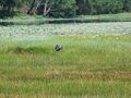 Paya Indah 'Wasted' Wetlands