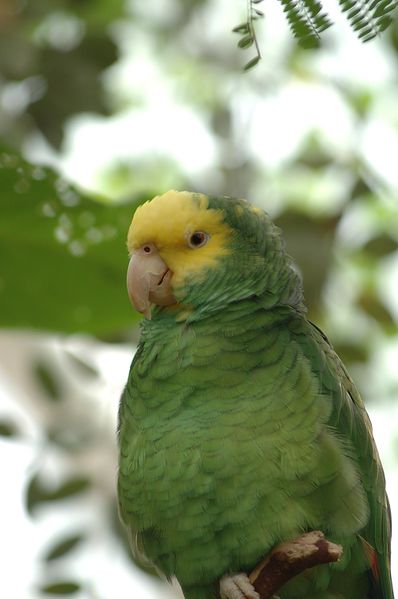 File:Buberel green parrot.jpg