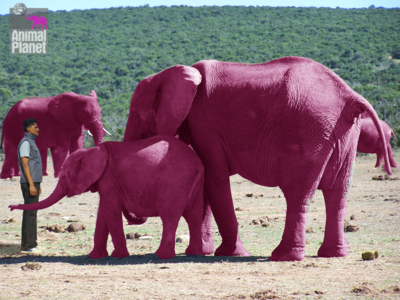 Not Pink Elephants.png