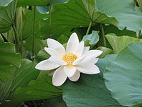 White lotus zizhuyuan.jpg