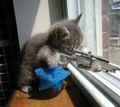 An average kitten, killing off babies from a window.