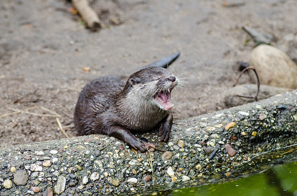 File:Oriental small-clawed otter.jpg