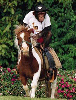 Monkey riding a horse.jpg