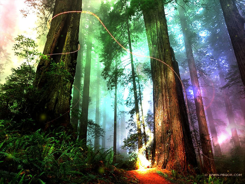 File:Magical-forest 1024x786.jpg