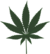 Cannabis symbol.png