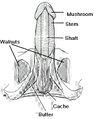 ~Penis Anatomy