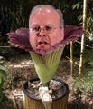 This rare and beautiful flower has the same effect as the head of Medusa, but it obviously resembles Dick Cheney.