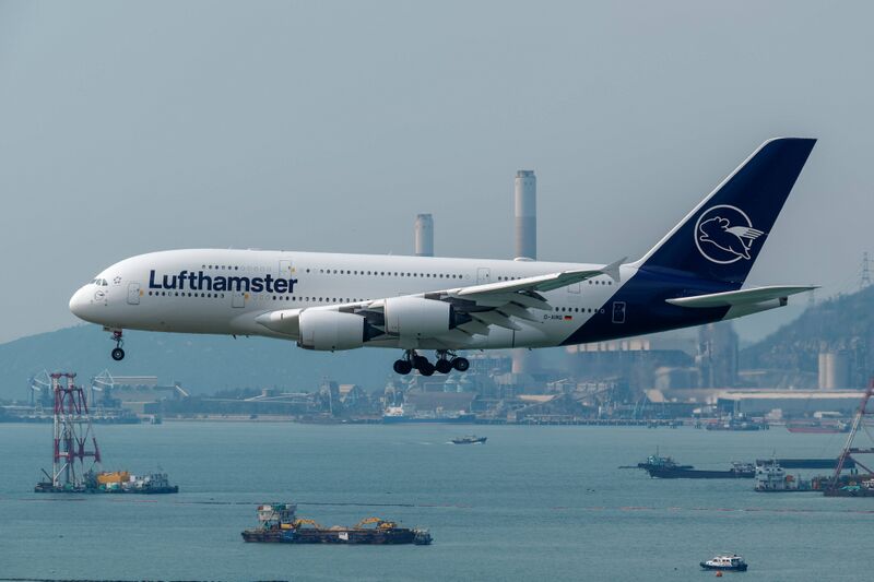 File:Lufthamster Airbus A380-800 D-AIMG.jpg