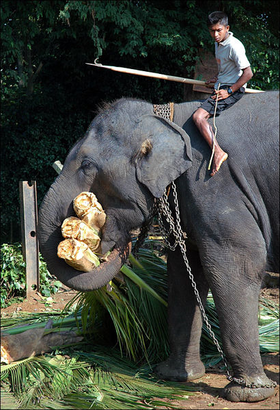 File:Working elephant.jpg