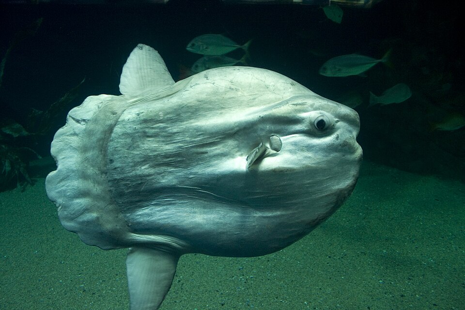 File:Ugly sun fish (4261424327).jpg